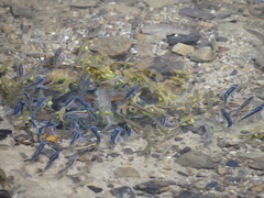 Chrosomus erythrogaster