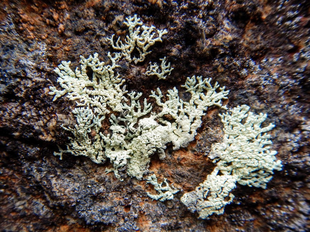Abrading Ring Lichen