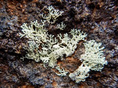 Arctoparmelia subcentrifuga