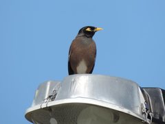 Acridotheres tristis