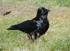 Corvus mellori