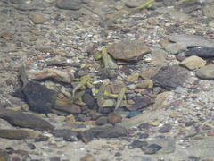 Chrosomus erythrogaster