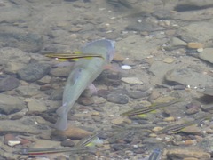 Chrosomus erythrogaster