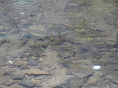 Chrosomus erythrogaster