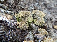 Cladonia strepsilis