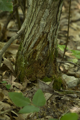 Castanea ozarkensis