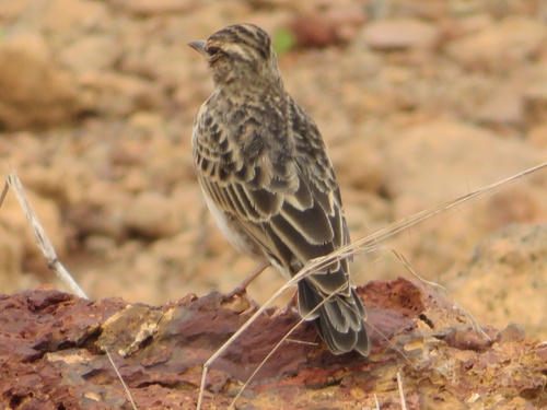 Sun Lark