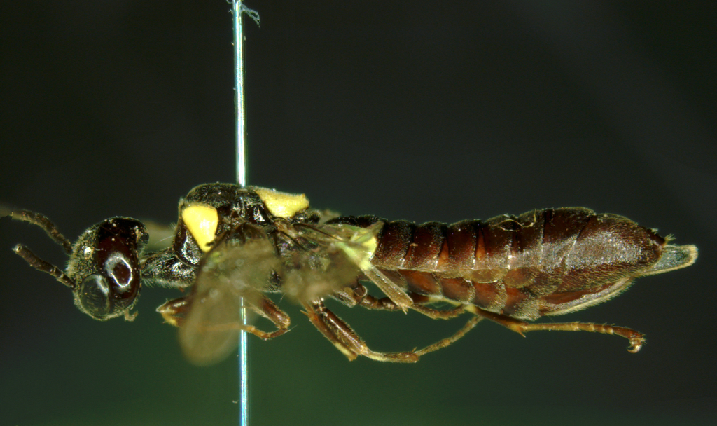 Austrocyrta