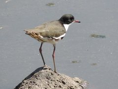 Erythrogonys cinctus