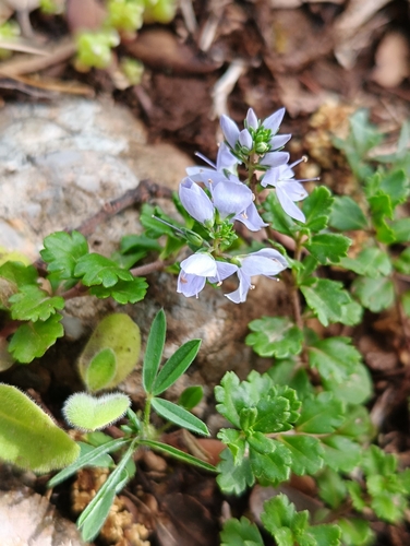 Image of Veronica rosea by (c) Karim Haddad, some rights reserved (CC BY)