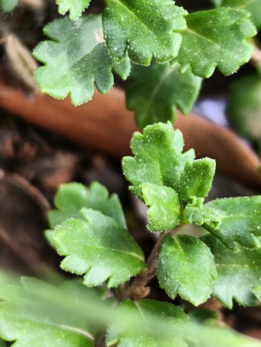 Image of Veronica rosea by (c) Karim Haddad, some rights reserved (CC BY)