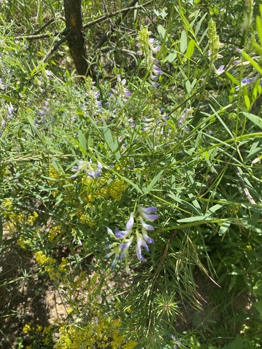 Наблюдение на iNaturalist