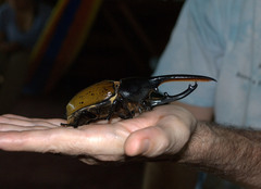 Dynastes septentrionalis
