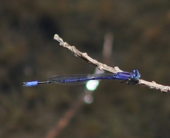 Enallagma semicirculare