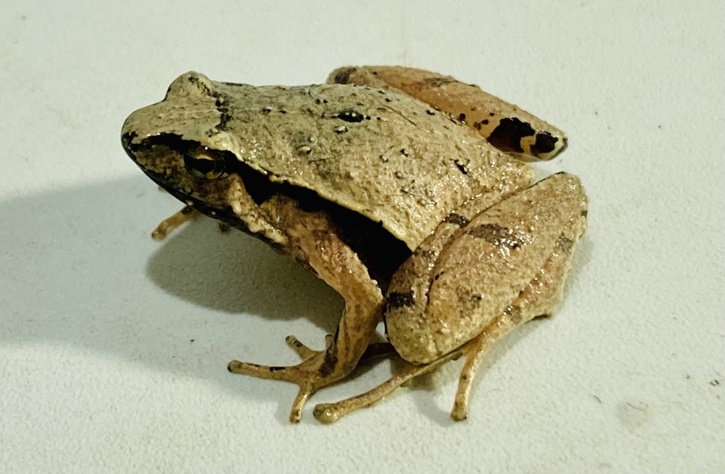 Neglected Narrow-mouth Frog