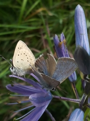 Icaricia icarioides fenderi