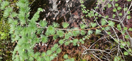 Sikkim larch (Larix griffithii)
