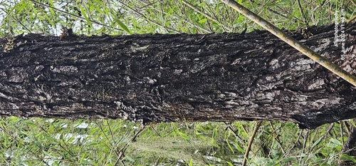 Image of Larix griffithii by (c) joho tayu, some rights reserved (CC BY)