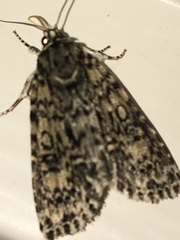 Acronicta heitzmani