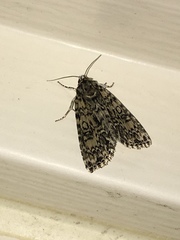 Acronicta heitzmani