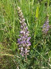 Lupinus oreganus