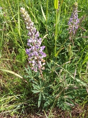 Lupinus oreganus