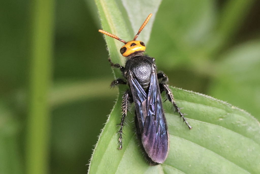 Scolia superciliaris