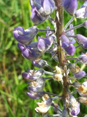 Lupinus oreganus