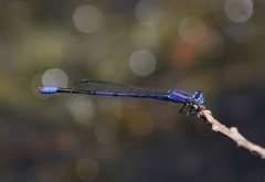 Enallagma semicirculare