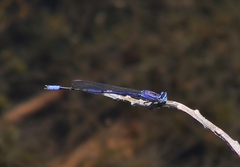 Enallagma semicirculare