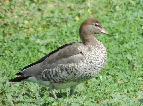 Australian Wood Duck, photo 9 of 10