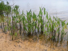Montrichardia arborescens