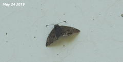 Erynnis montanus