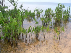 Montrichardia arborescens