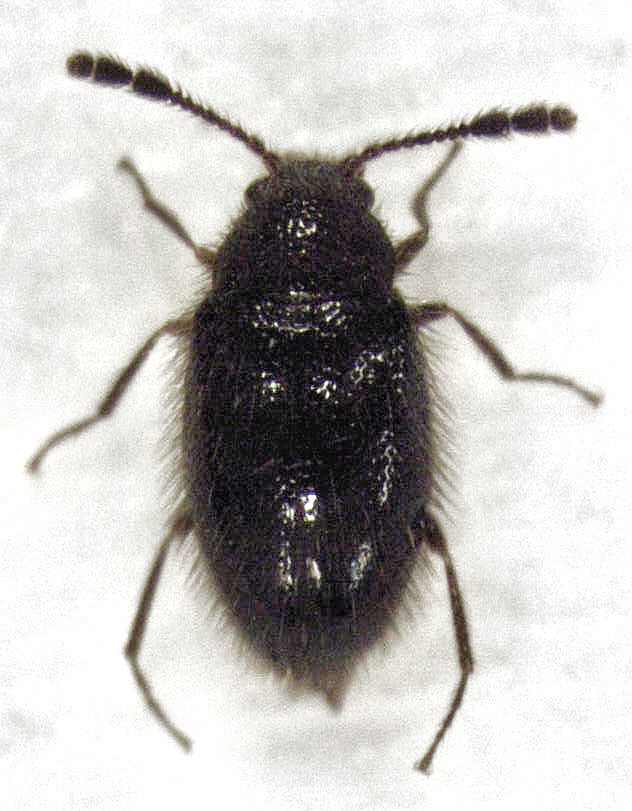 Zeclaviger