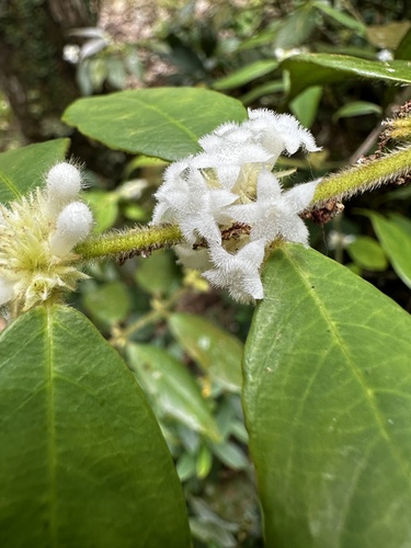 Lasianthus curtisii iNat (3)