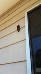 Phyllodes imperialis