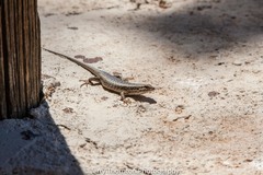 Trachylepis spilogaster