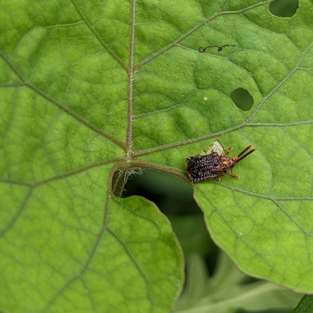 Oncocephala tuberculata