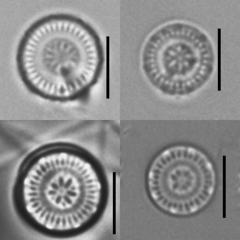 Discostella pseudostelligera