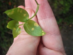 Puccinia myrsiphylli