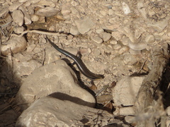 Plestiodon tetragrammus