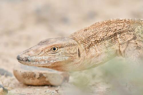 Grey Monitor
