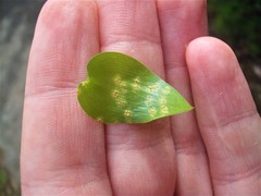 Puccinia myrsiphylli
