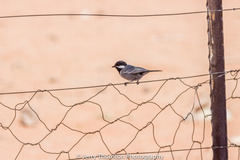 Melaniparus cinerascens