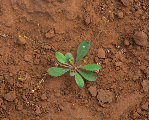 Paramollugo nudicaulis, photograph 6