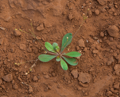 Paramollugo nudicaulis, photograph (c) Daisy Cadet, some rights reserved (CC BY)