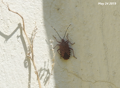 Urochela quadrinotata