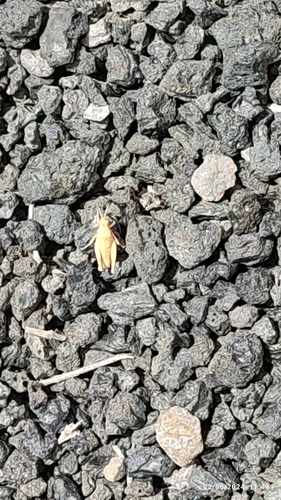 Lanzarote Rock Grasshopper