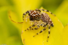 Sumampattus quinqueradiatus